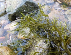 Sargassum hemiphyllum