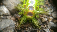 Phocoderma