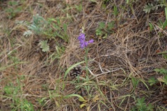 Penstemon neomexicanus