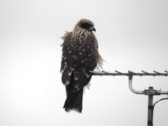 Milvus migrans lineatus