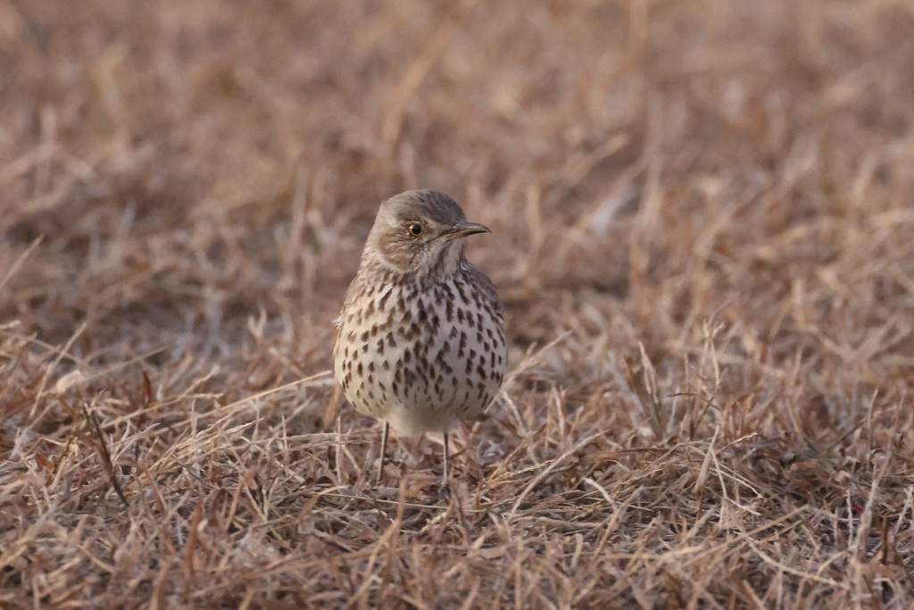 Sage Thrasher