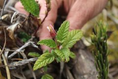 Rubus acanthophyllos