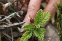 Rubus acanthophyllos