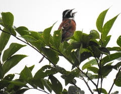 Emberiza cioides