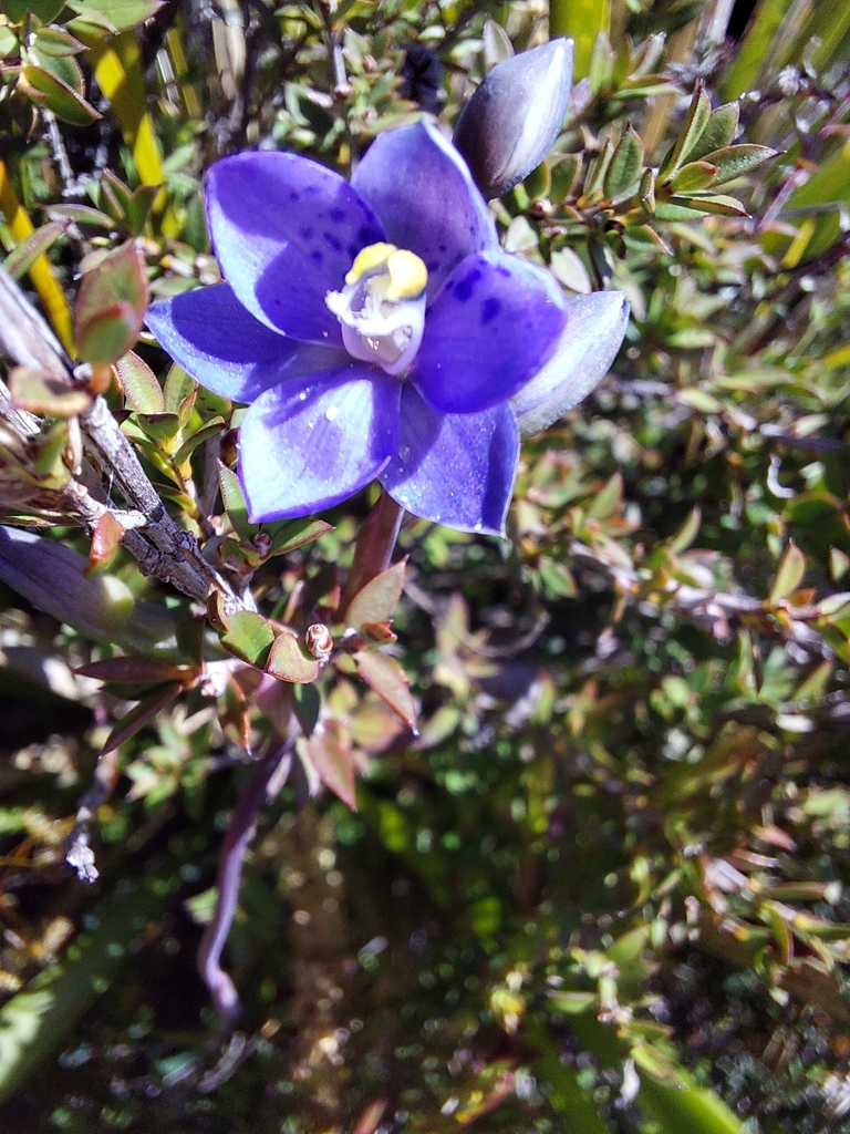 Thelymitra spadicea