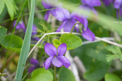 Viola langsdorffii
