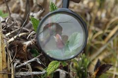 Rubus acanthophyllos