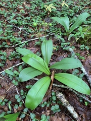 Clintonia