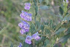 Penstemon neomexicanus