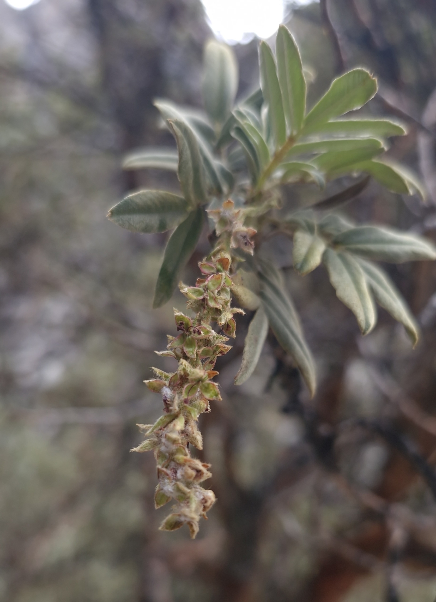 Polylepis albicans