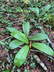 Clintonia