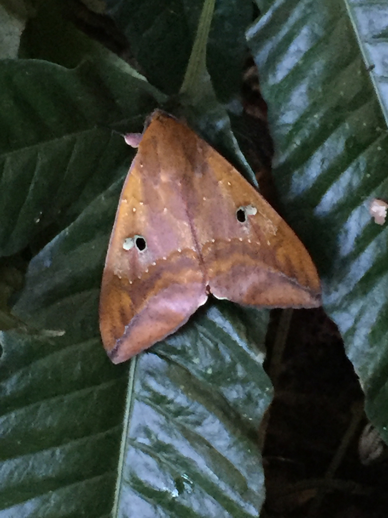 Thyas honesta (Lepidoptera (butterflies and moths) of the British