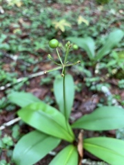 Clintonia