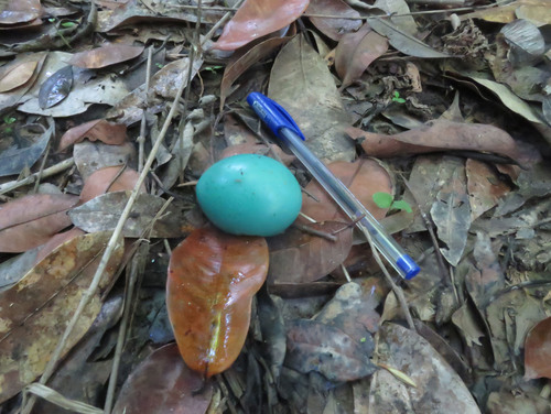 White-throated Tinamou (Tinamus guttatus), photo 3