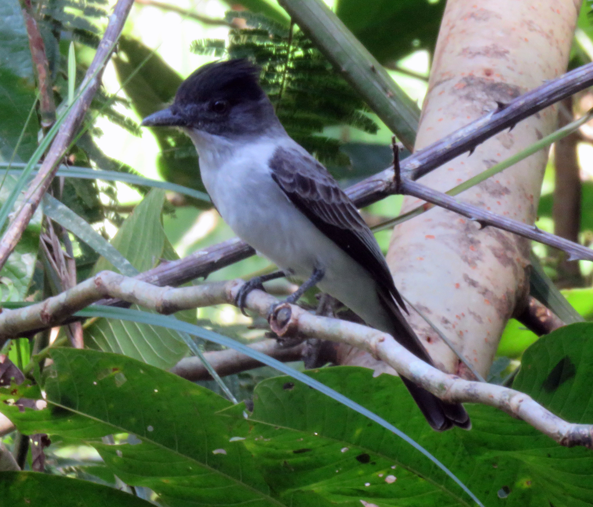White-rumped Sirystes (Sirystes albocinereus), photo 9