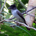 White-rumped Sirystes - Photo (c) Vincent A. Vos, some rights reserved (CC BY), uploaded by Vincent A. Vos