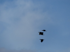 Rhyticeros undulatus