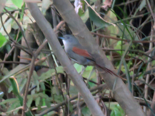 Plain-crowned Spinetail (Synallaxis gujanensis), photo 7