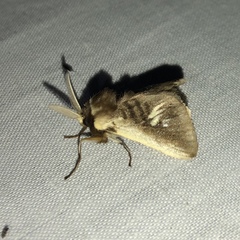 Podalia intermaculata