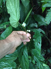 Begonia longifolia