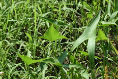Sagittaria brevirostra