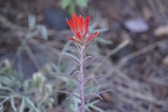 Castilleja integra