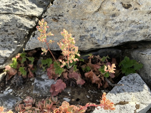 Image of Heuchera merriamii by no rights reserved