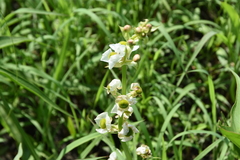 Sagittaria brevirostra