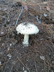 Amanita farinacea