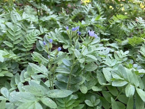 Image of Polemonium californicum by no rights reserved