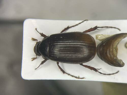 Serica elusa
