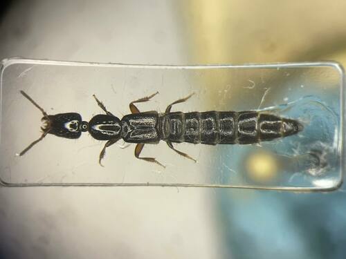Rove beetle