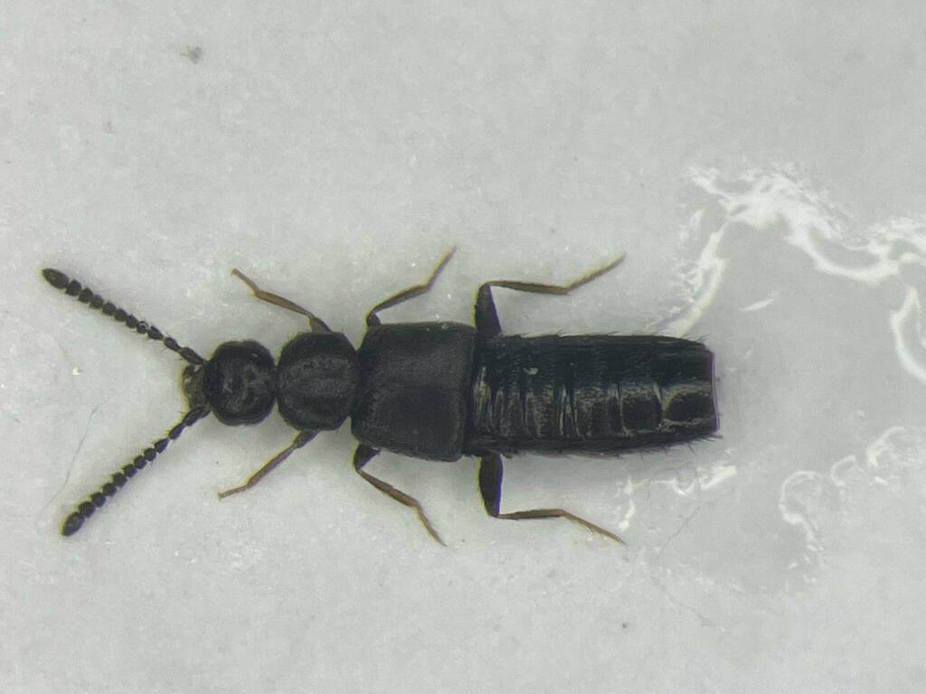 Atheta fanatica