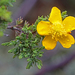 Hypericum laricifolium - Photo (c) osoandino, μερικά δικαιώματα διατηρούνται (CC BY-NC), uploaded by osoandino