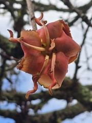 Spirotheca rosea