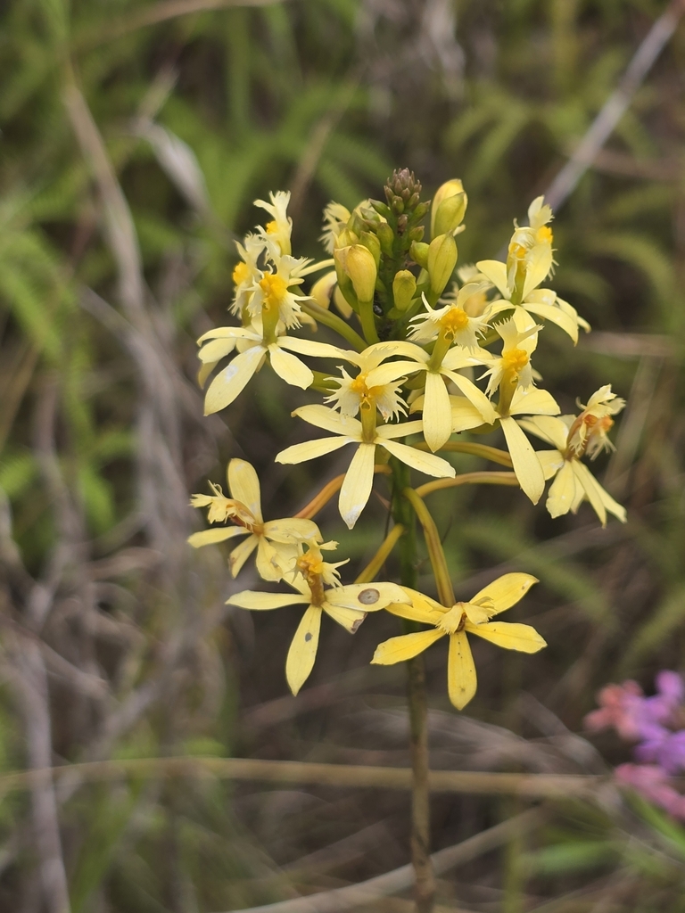 Epidendrum viridiflavum
