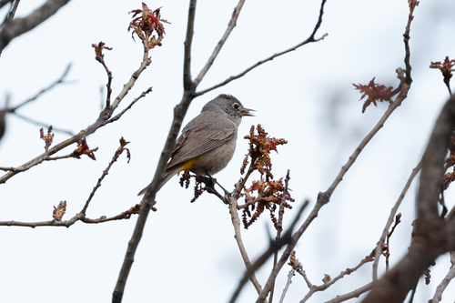 Colima Warbler (Leiothlypis crissalis), photo 7