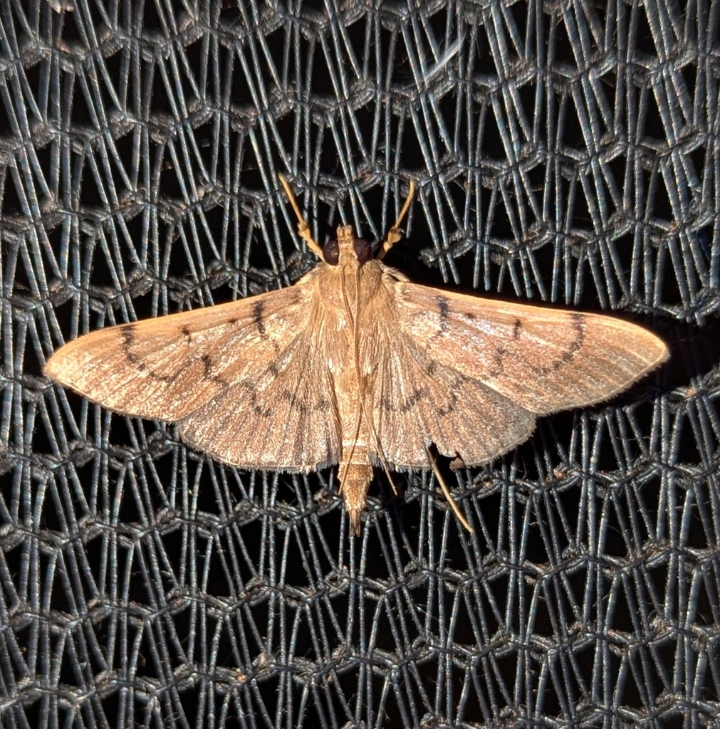 Omiodes spoliatalis