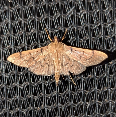 Omiodes spoliatalis