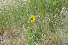Helianthella