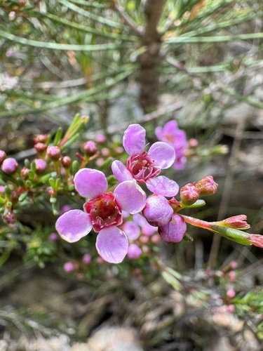 Astartea montana (Astartea montana)