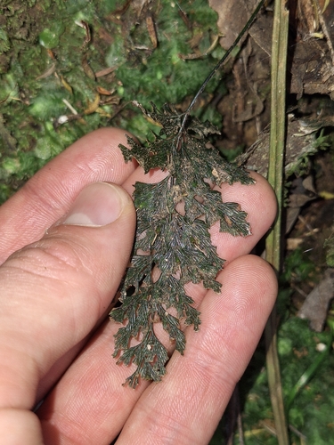 Image of Abrodictyum elongatum by (c) Oscar Dove, some rights reserved (CC BY)