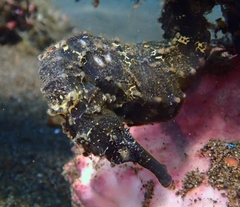 Hippocampus comes