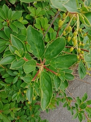 Magnoliopsida