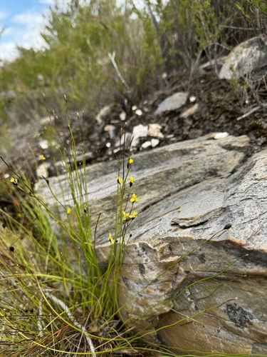 Image of Xyris exilis by (c) Tyler Anthony, some rights reserved (CC BY)