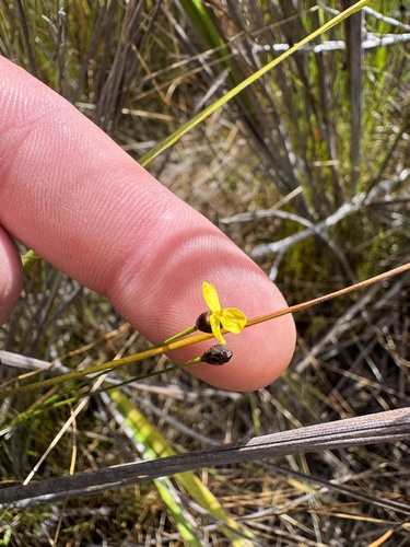 Image of Xyris exilis by (c) Tyler Anthony, some rights reserved (CC BY)