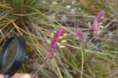 Neobartsia laniflora