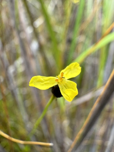 Image of Xyris exilis by (c) Tyler Anthony, some rights reserved (CC BY)