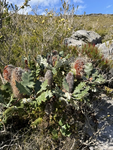 Image of Banksia solandri by (c) Tyler Anthony, some rights reserved (CC BY)