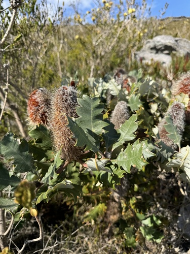 Banksia solandri, photograph 5
